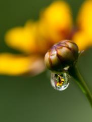 Dušan Škrlep_rošca